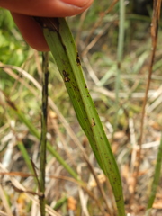 Eulophia epidendraea