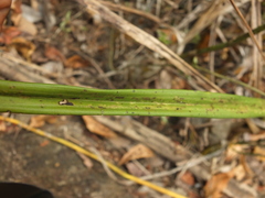 Eulophia epidendraea