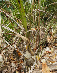Eulophia epidendraea
