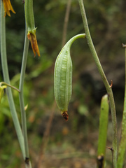 Eulophia epidendraea
