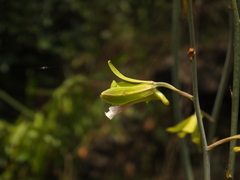 Eulophia epidendraea