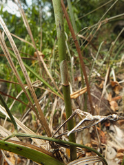 Eulophia epidendraea