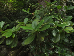 Fagraea ceilanica