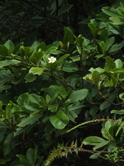 Fagraea ceilanica