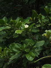 Fagraea ceilanica