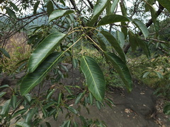 Ficus tsjakela
