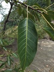 Ficus tsjakela