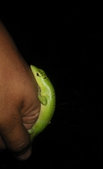 Lamprolepis smaragdina