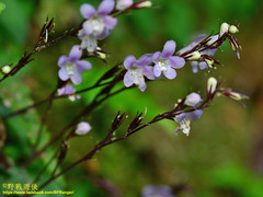 Staurogyne concinnula