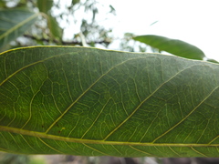 Ficus tsjakela