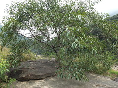 Ficus tsjakela
