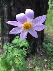 Dahlia sherffii