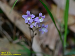 Staurogyne concinnula