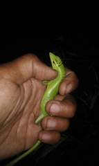 Lamprolepis smaragdina