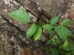 Ficus tinctoria gibbosa