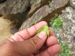 Ficus tinctoria gibbosa