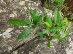 Ficus tinctoria gibbosa