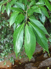 Ficus tinctoria gibbosa