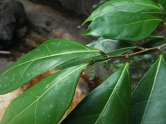 Ficus tinctoria gibbosa