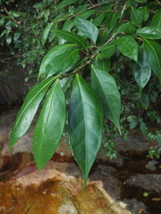 Ficus tinctoria gibbosa