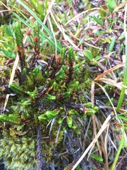 Cassiope tetragona