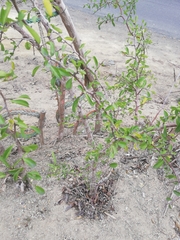 Sideroxylon obtusifolium