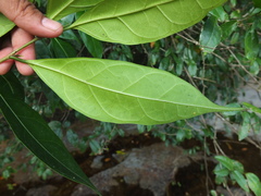 Ficus tinctoria gibbosa