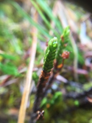 Cassiope tetragona