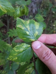 Birch leaf roll-associated virus