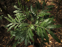 Filicium decipiens