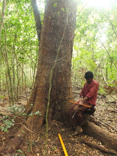 Filicium decipiens