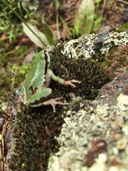Hyla wrightorum