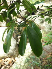 Garcinia gummi-gutta