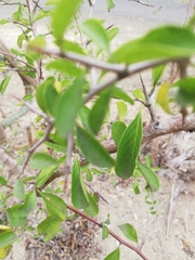 Sideroxylon obtusifolium