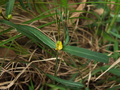 Hemidesmus indicus