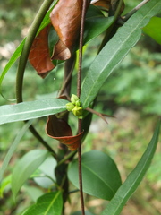 Hemidesmus indicus