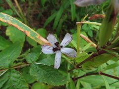 Microbotryum saponariae