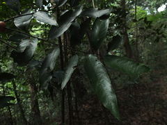 Hopea utilis