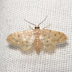 Idaea bonifata