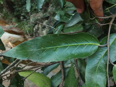 Hopea utilis