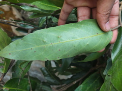 Hopea utilis