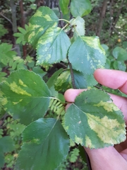 Birch leaf roll-associated virus