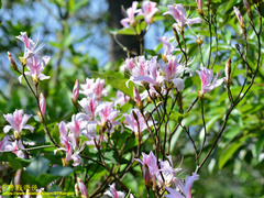 Rhododendron mariesii
