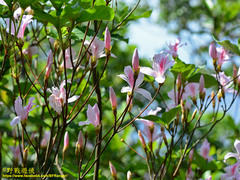 Rhododendron mariesii