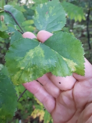 Birch leaf roll-associated virus