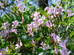 Rhododendron mariesii