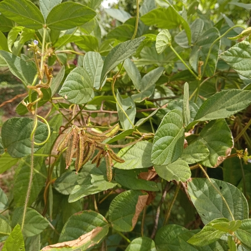 Image of Calopogonium mucunoides by (c) Alfredo Gutierrez Dipaz, some rights reserved (CC BY)
