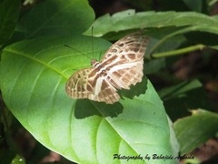 Catuna angustatum