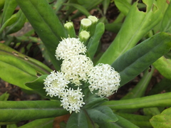 Kleinia grandiflora