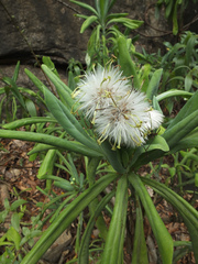 Kleinia grandiflora